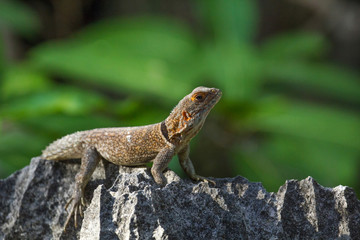 Lézard sur la roche à Madagascar