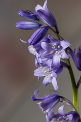 bluebells with buds