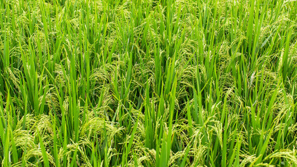 Fototapeta na wymiar Green rice field.