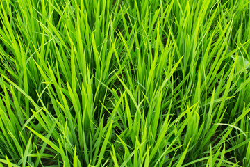 Green grass rice field on closeup.