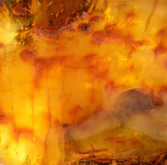 Baltic amber, resin segments,background or texture