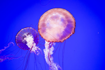 Obraz premium Jellyfish Underwater