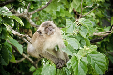 monkey on the tree