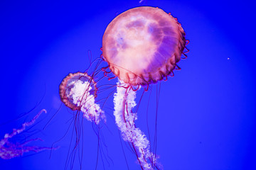 Obraz premium Jellyfish Underwater