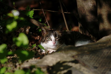 hidden cat in nature