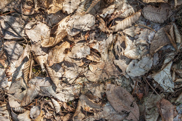 dry brown leaves in the forest. Natural background.humus