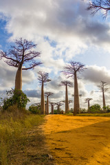 Fototapeta na wymiar Allée des baobabs Madagascar