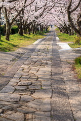 桜のアーチ＠佐賀県武雄市