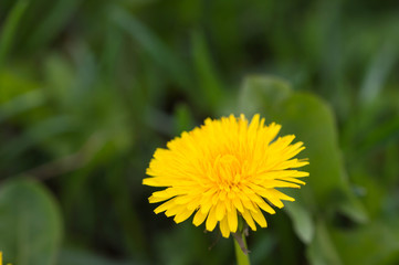 Blooming dandelion flower in the early spring
