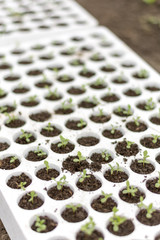 Young astra in the nursery of Styrofoam