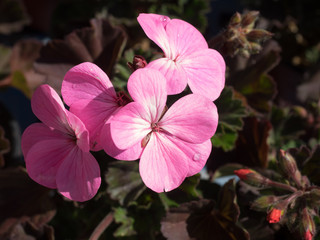 Geranium flowers,