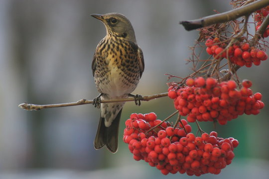 Kwiczoł, turdus pilaris, ptaki