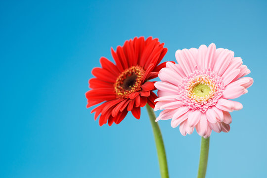 ガーベラ Images Browse 11 985 Stock Photos Vectors And Video Adobe Stock