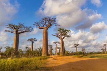 Naklejka na ściany i meble Allée des baobabs Madagascar