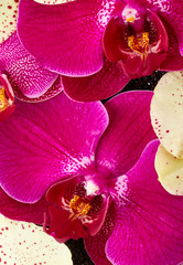 Orchid flowers