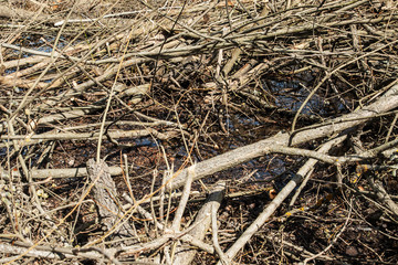 felled trees in the autumnal forest