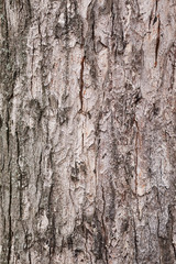 Fototapeta premium Texture of bark tree
