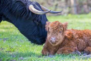 Newborn scottish highlander calf with mother cow