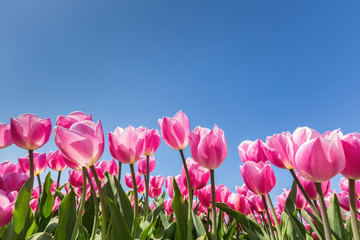 Pink tulips field with blue sky