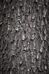 Texture of bark tree