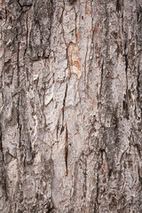 Texture of bark tree