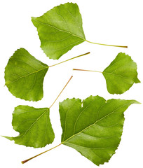 Poplar leaves