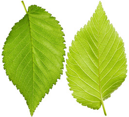 Leaves