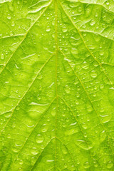 Texture of green leaf with drops of water