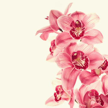 Fototapeta Vintage photo with orchid flowers