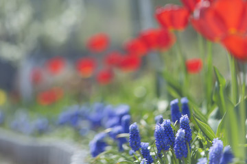 Tulips in blossom in spring