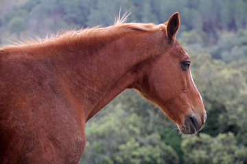 Caballo
