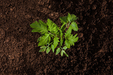 tomato plant growing out of soil