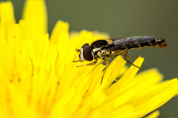 Syrphe 