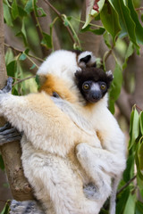 Lémurien blanc et son bébé