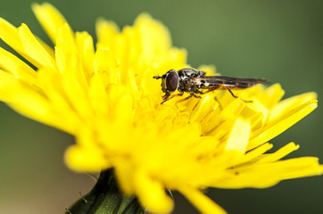 Syrphe 