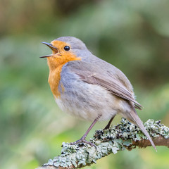 Robin