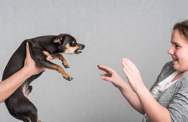 Aggressive Pinscher dog