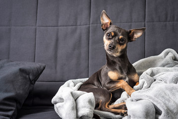 Pinscher dog on the sofa