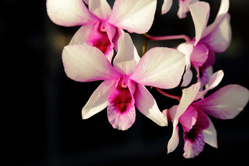 Purple orchid in sunlight, dark background.