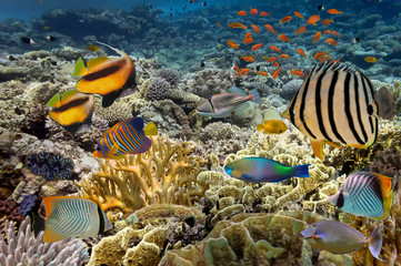 Naklejka premium tropical Fish. Underwater world