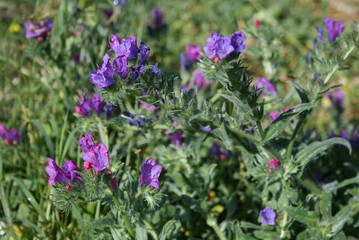 Fototapeta premium Fiori