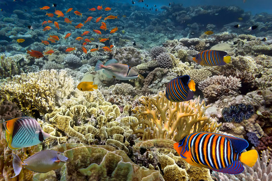 tropical Fish. Underwater world