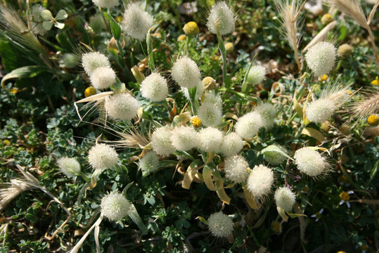 Batuffoli in fiore
