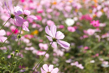 Obraz premium コスモスの花