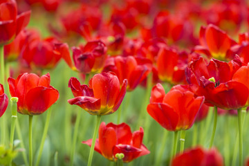 Naklejka premium Group of red tulips in the park. Spring landscape.