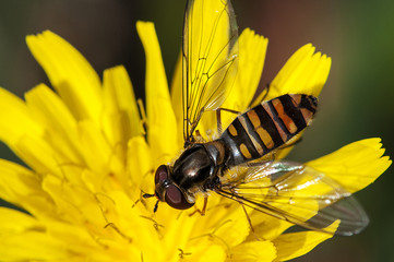 Syrphe 