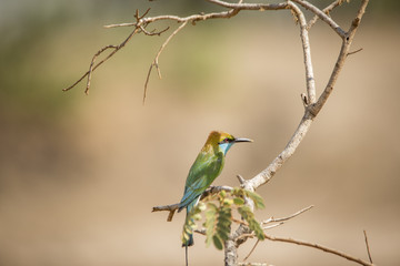 Green Bee-Eater Isolated