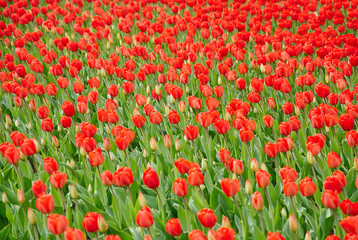 Beautiful bouquet of red tulips