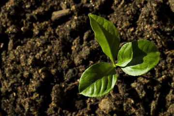 Young sprout of lemon
