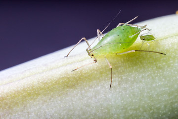 Aphid with nymph